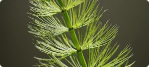 Horsetail Extract