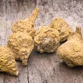 Maca Root Extract
