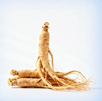 Panax Ginseng Extract